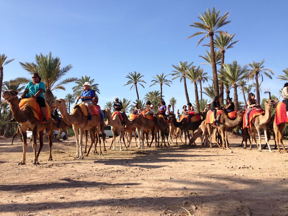 <h1>SUNSET CAMEL RIDE IN THE PALM GROVE OF MARRAKECH</h1>