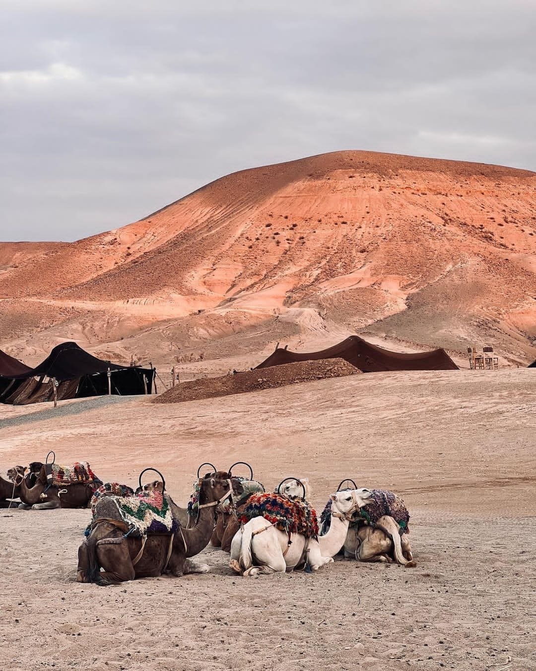 <h1>DINNER SHOW TO RESTAURENT LA BOHEM WITH CAMEL IN THE AGAFAY DESERT</h1>